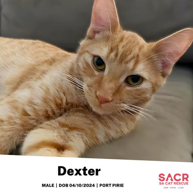 Photo of Dexter