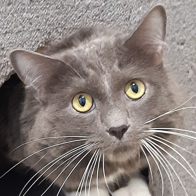 Photo of Earl Grey