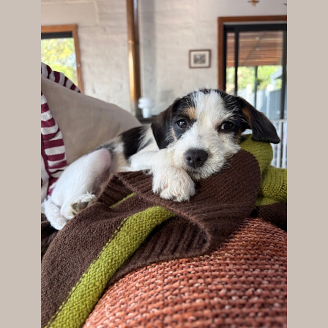 Photo of Fuzzy Navel