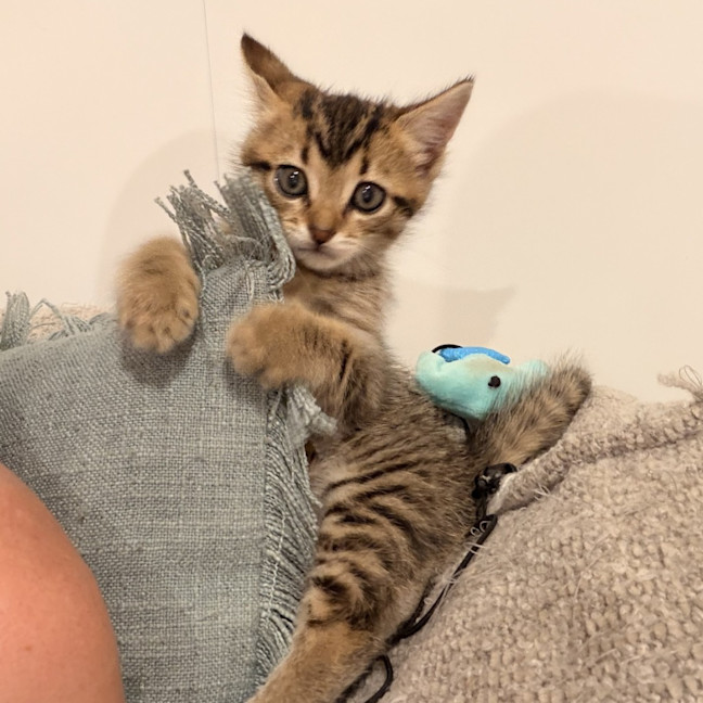 Photo of Milly