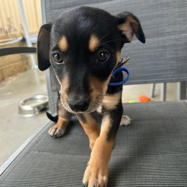 Photo of Dahlia