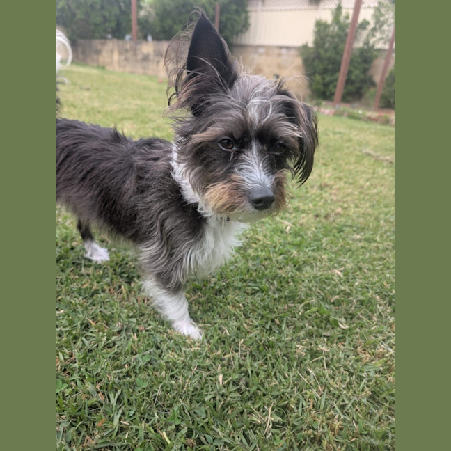 Photo of Mimi   3 Year Old Maltese X Poodle