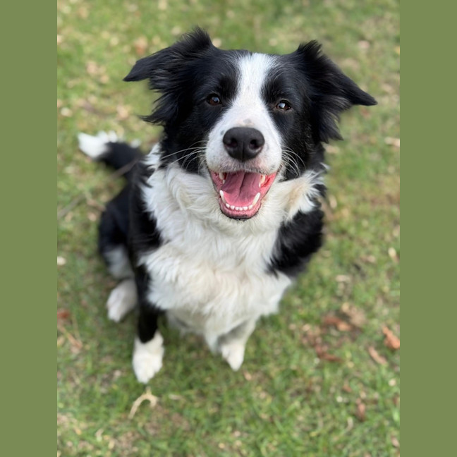 Photo of Roxxy & Rustic 