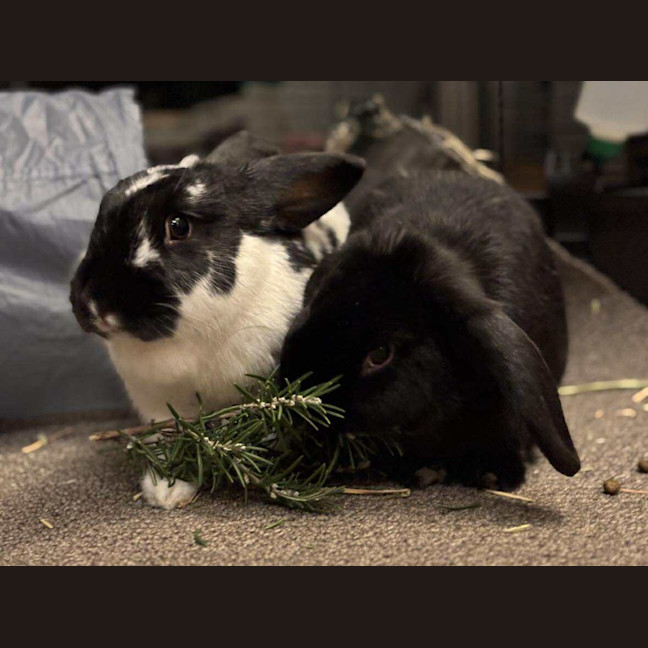 Photo of Chandler / Moo