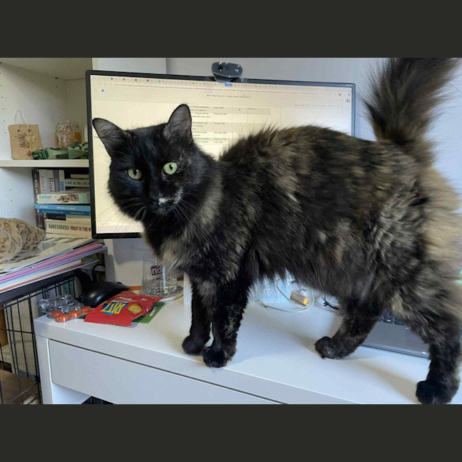 Photo of Evie   In Foster Care In Bentleigh East