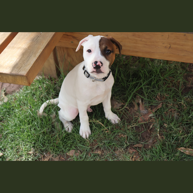 Photo of Milo