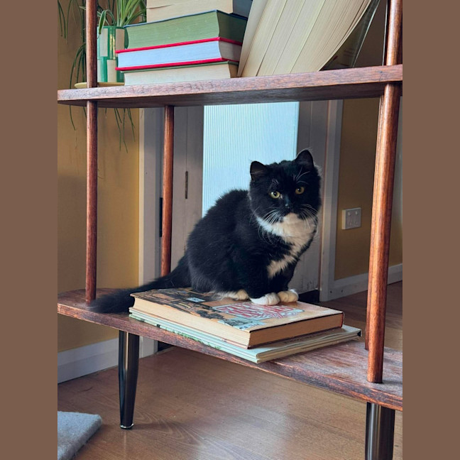 Photo of Tonka