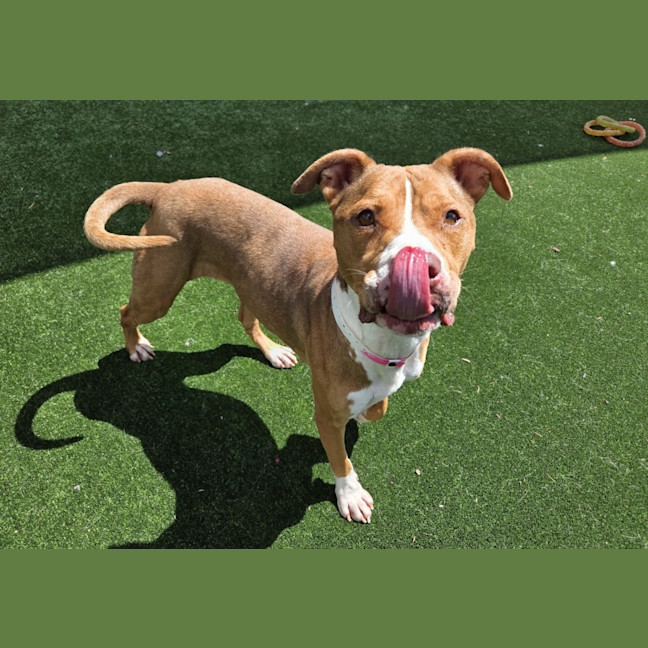 Photo of Chicken Imp 231