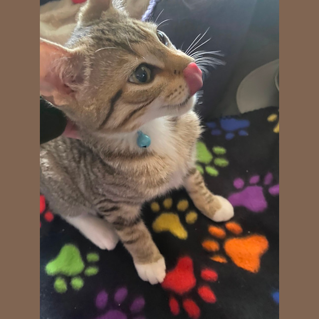 Photo of Sesame 💙
