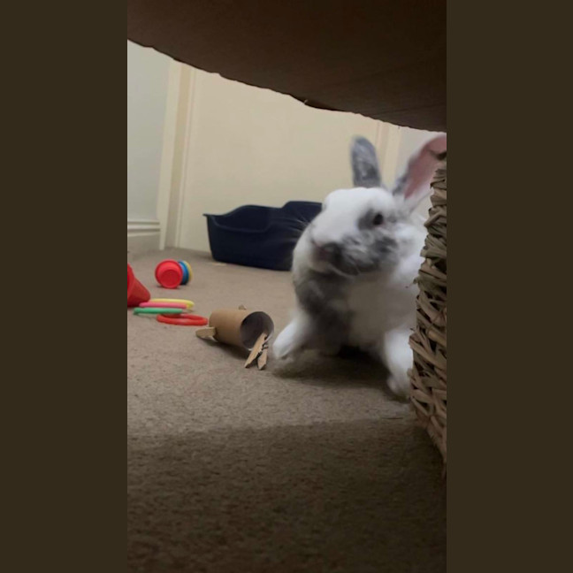 Photo of Iggy