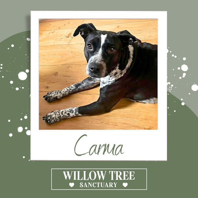 Photo of Carma