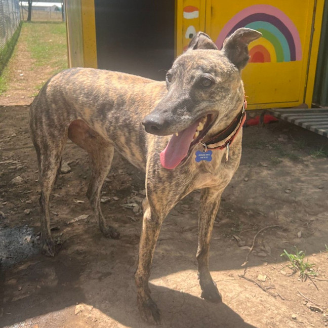 Photo of Pecco The Greyhound