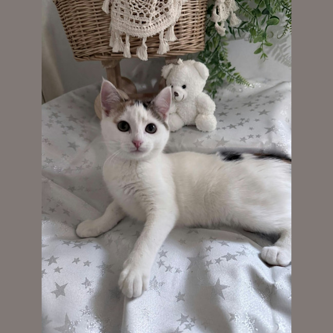 Photo of Blossom *9 Lives Project Rescue*