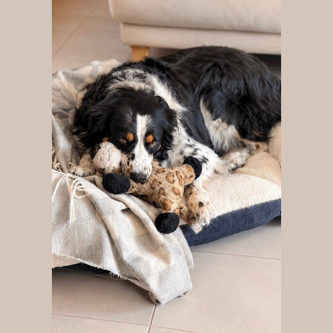 Photo of Marlee   4 Year Old Border Collie
