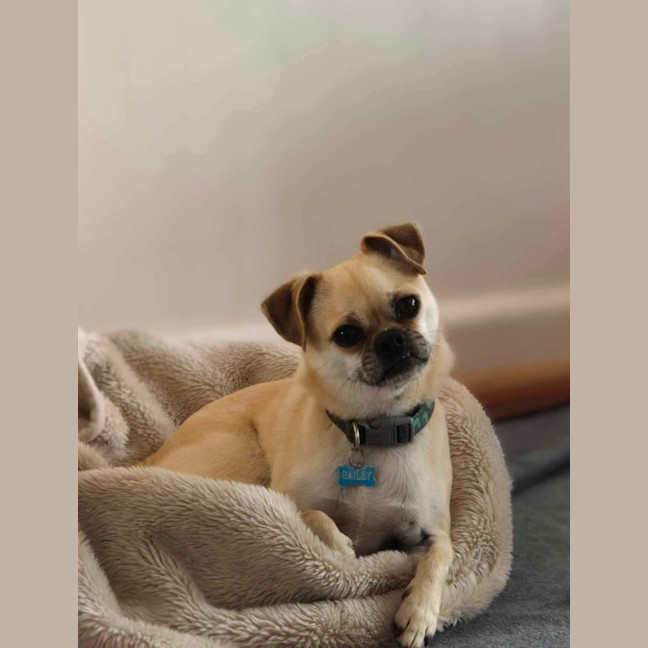 Photo of Bailey