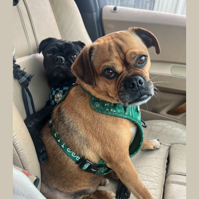 Photo of Chippy 🐵