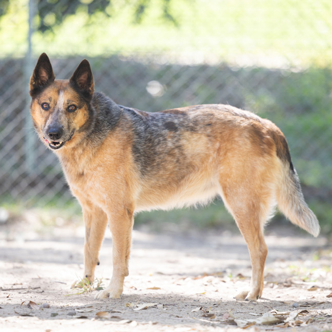 Photo of Honey