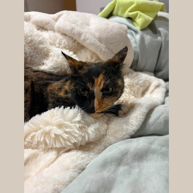 Photo of Luna