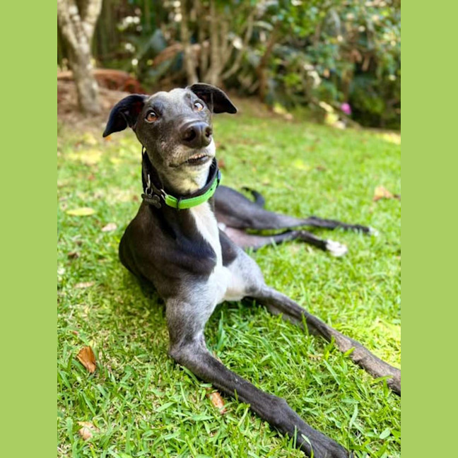 Photo of Jed, The Greyhound
