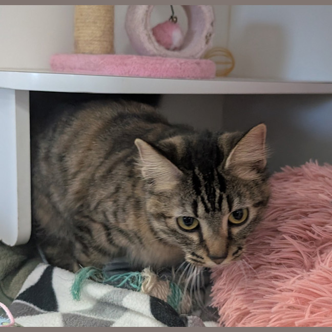Photo of Evie