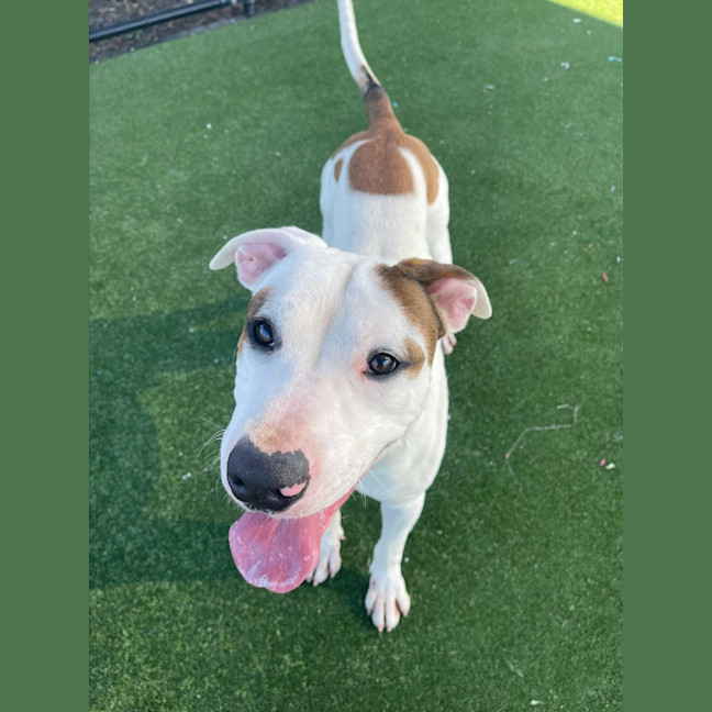 Photo of Twix Imp 1336