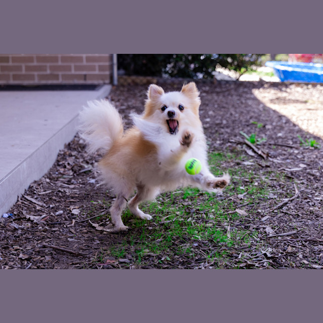Photo of Bellatrix