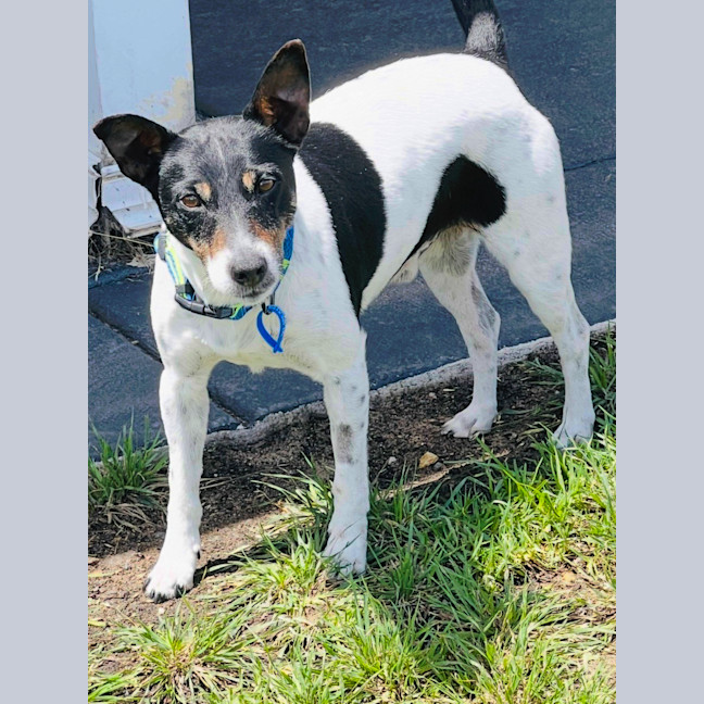Photo of Rex   7 Year Old Fox Terrier (Trial)