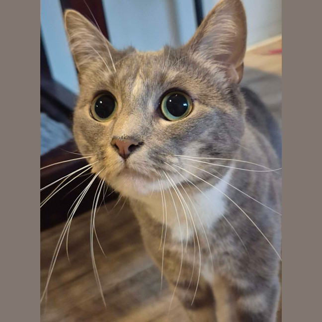 Photo of Eva **2nd Chance Cat Rescue**