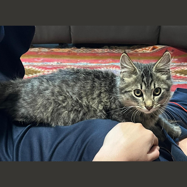 Photo of Mochi