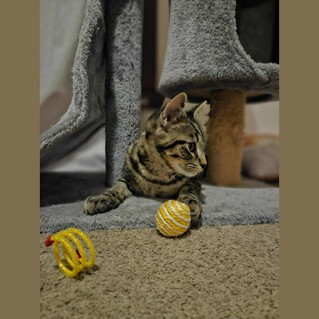 Photo of Oscar   Located In Boronia 