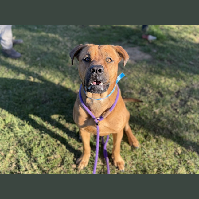 Photo of Alfie Imp 1550