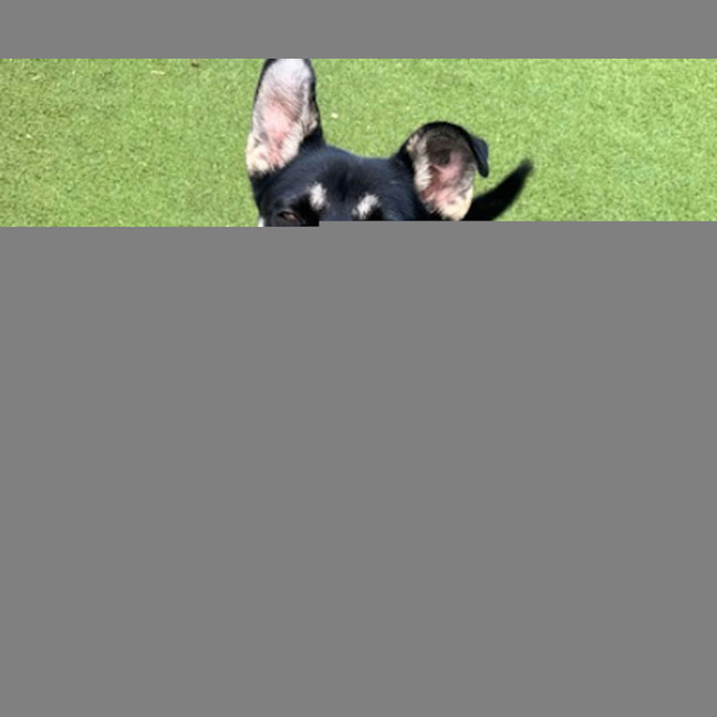 Photo of Oreo
