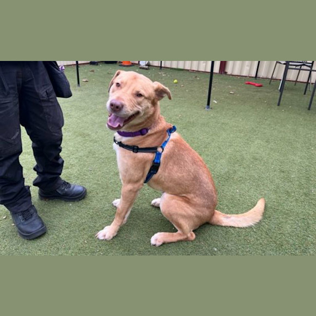 Photo of Whisky