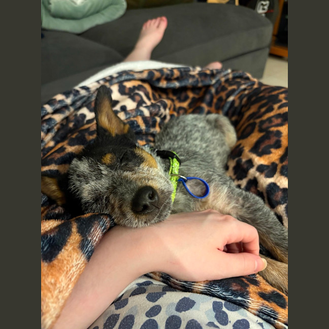 Photo of Dixie   13 Week Old Cattle Dog