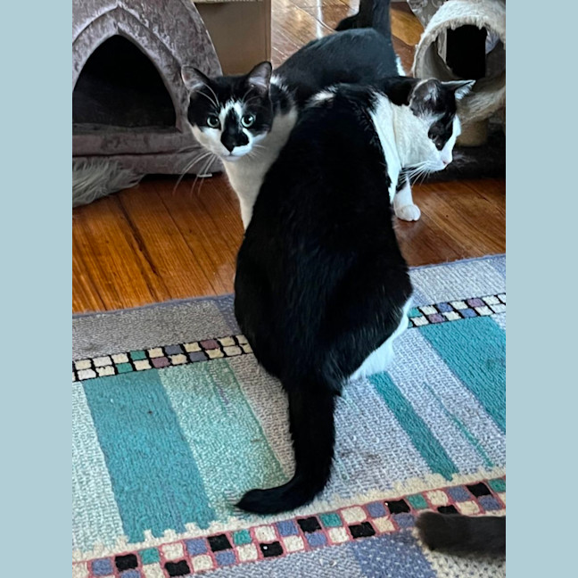 Photo of Stitch *9 Lives Project Rescue*