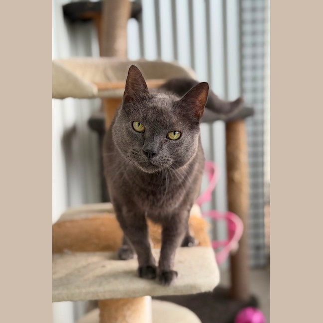 Photo of Puss