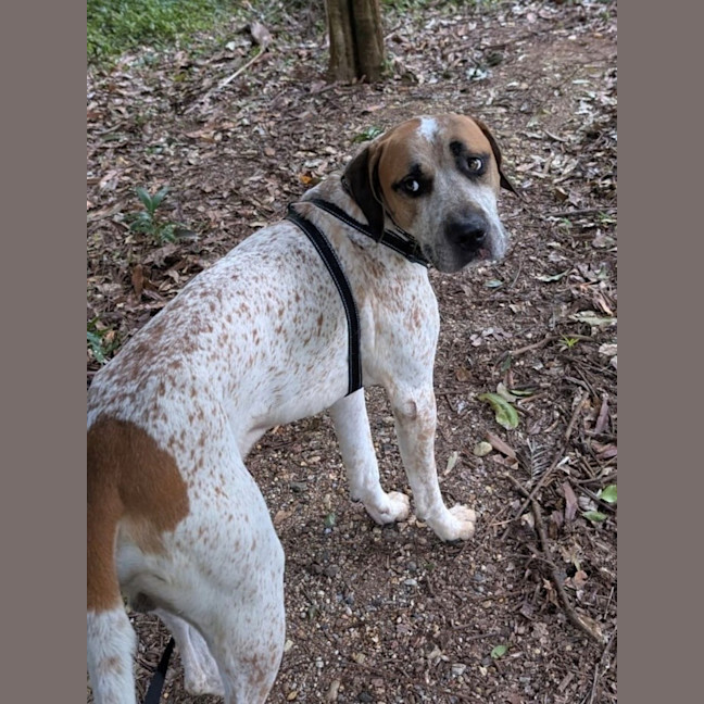 Photo of D1180 Diesel 