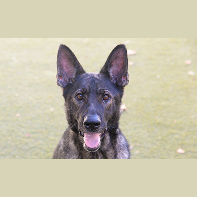 Photo of Arwen