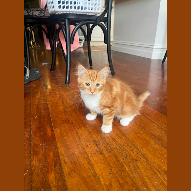Photo of Dutchie