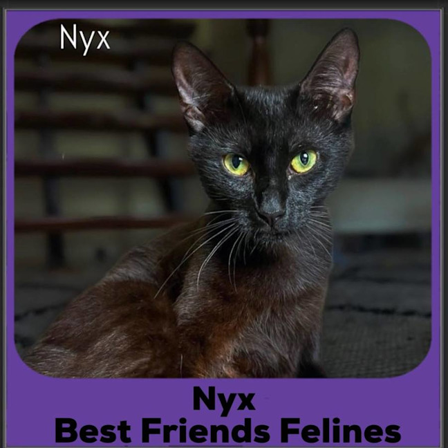 Photo of Nyx