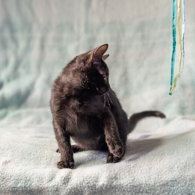 Photo of Fern