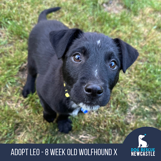 Photo of Leo   8 Week Old Wolfhound X