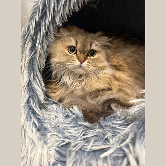 Photo of Persia