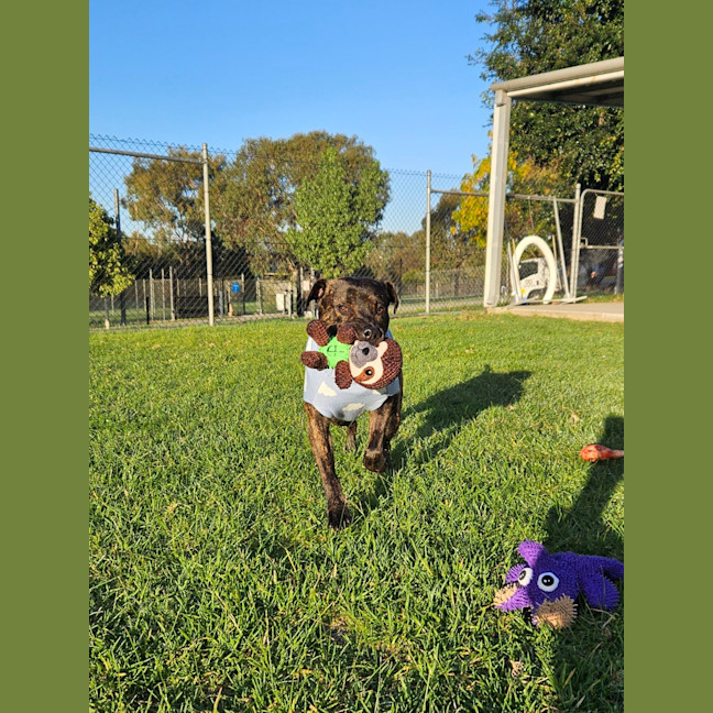 Photo of Tank