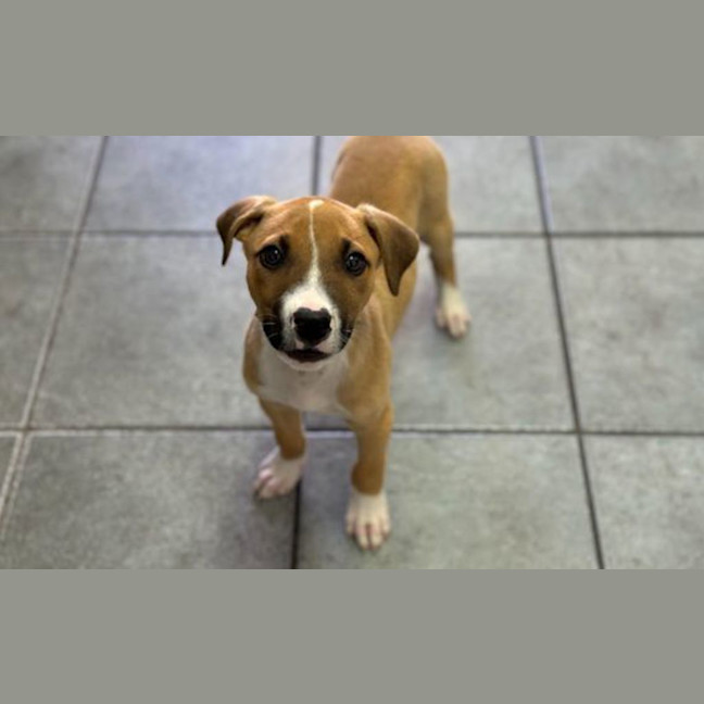 Photo of Barkley