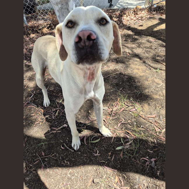 Photo of Ranger! ☮️🕊