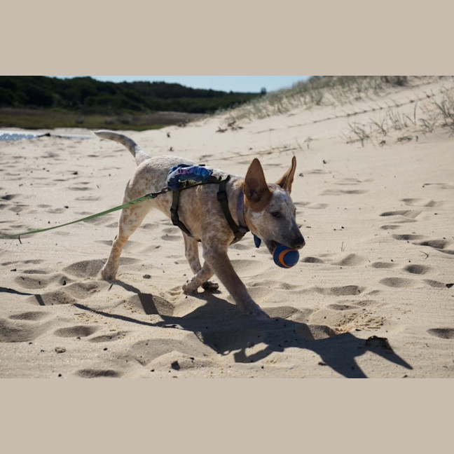 Photo of Xena