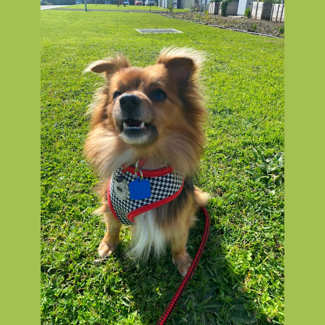 Photo of Bobo