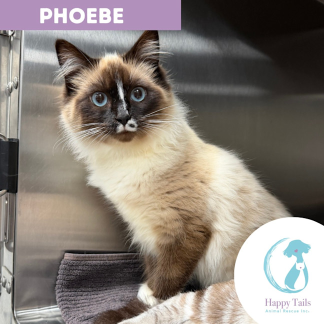 Photo of Phoebe
