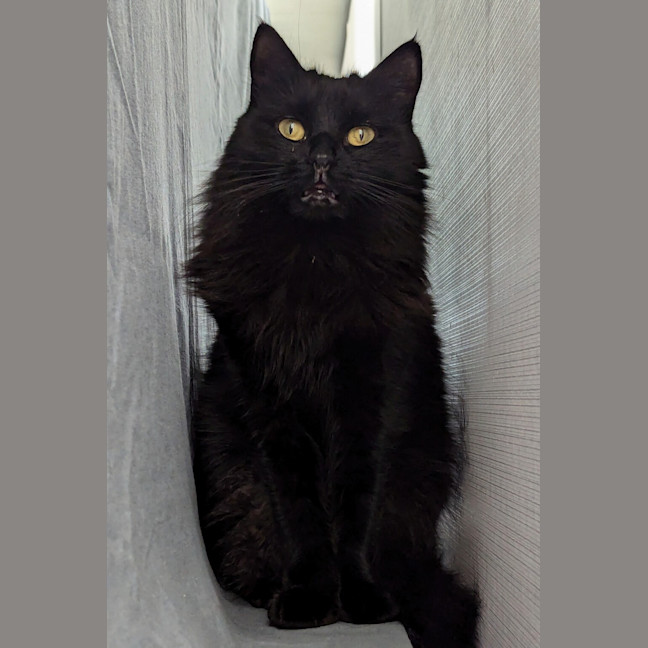 Photo of Shadow